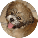 Troy profile picture